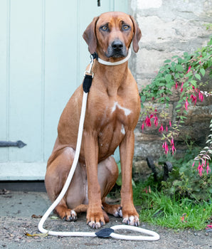 Rope and Suede Leather Dog Leash - Black