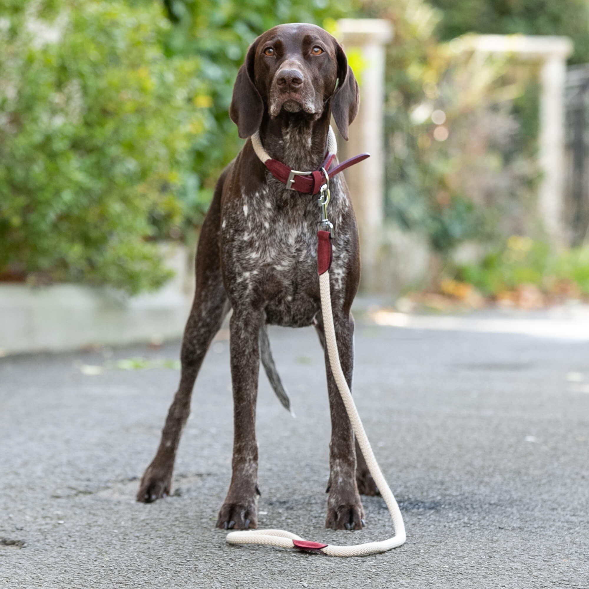 Burgundy Rope and Leather Dog Lead