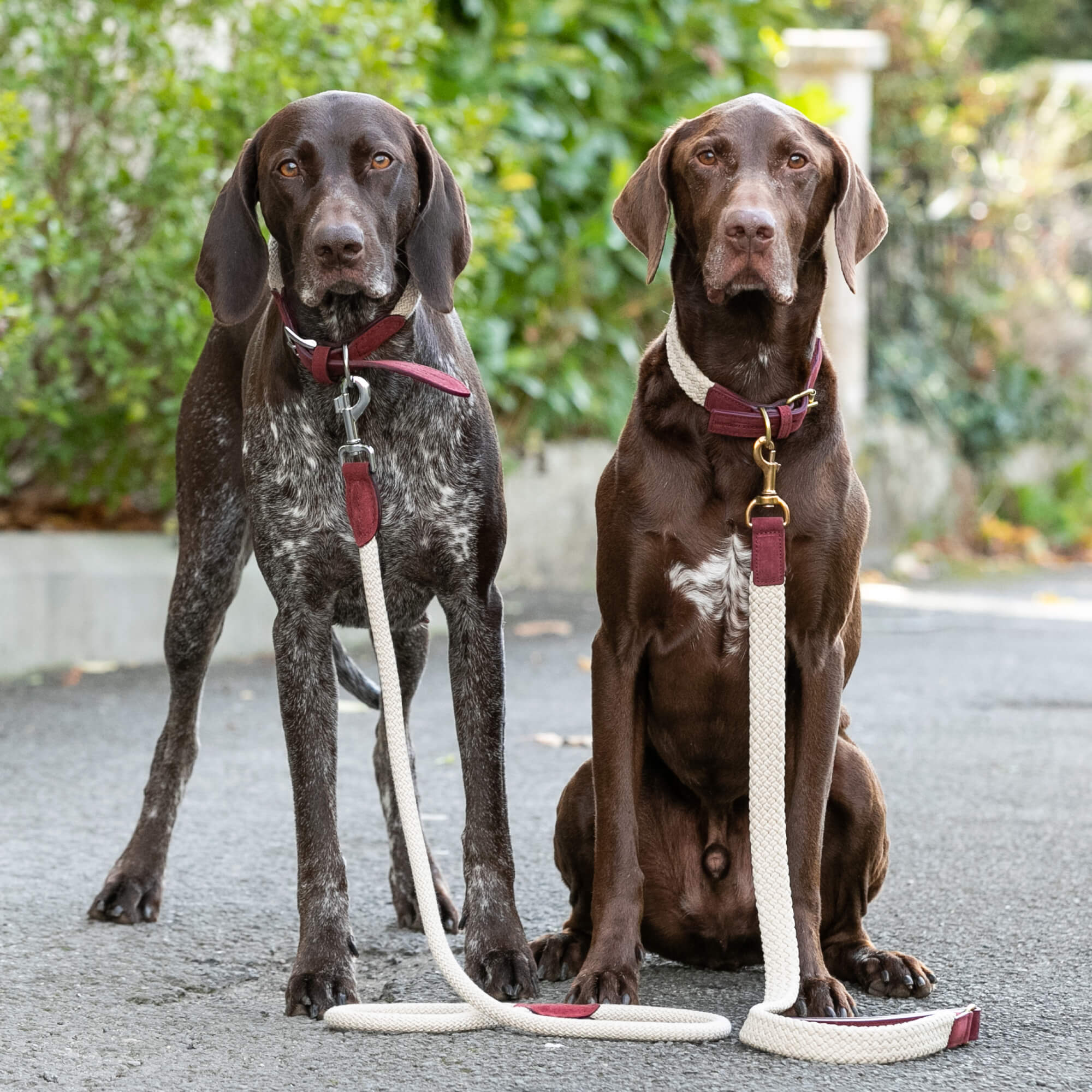 Burgundy Rope and Leather Dog Lead