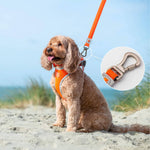 Mesh Dog Leash - Orange