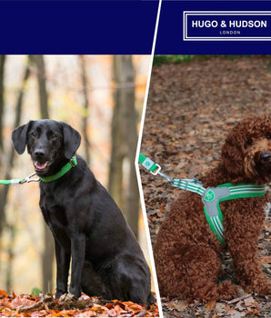 Mesh Dog Leash - Green