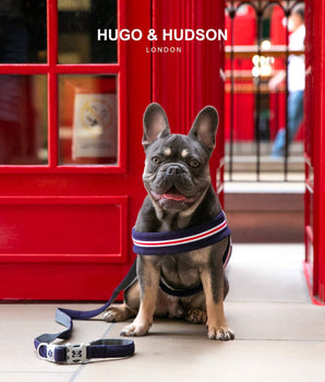 Mesh Dog Leash - Navy