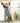 Fabric Dog Harness - Striped Navy