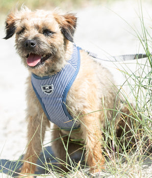 Fabric Dog Harness - Striped Navy