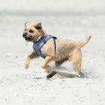 Fabric Dog Harness - Striped Navy