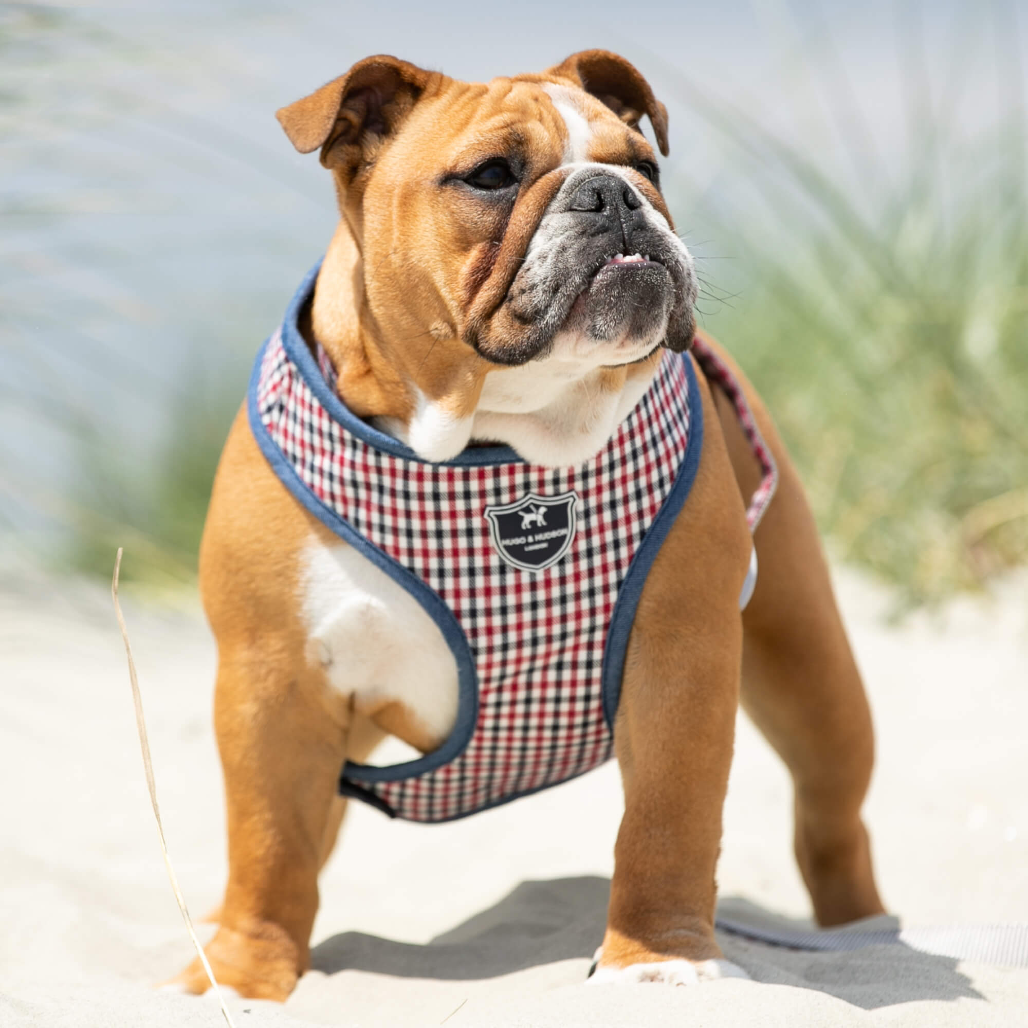 Navy and Red Checked Fabric Dog Harness