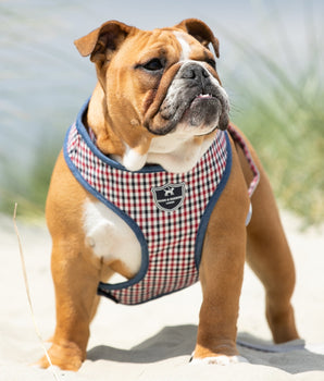 Fabric Dog Harness - Checkered Navy and Red