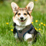 Fabric Dog Harness - Checkered Navy and Red