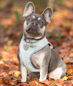 Tweed Dog Harness - Aqua Checkered