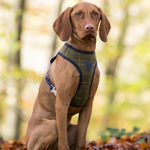 Tweed Dog Harness - Dark Green Checkered