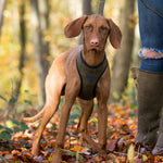 Tweed Dog Harness - Dark Green Checkered