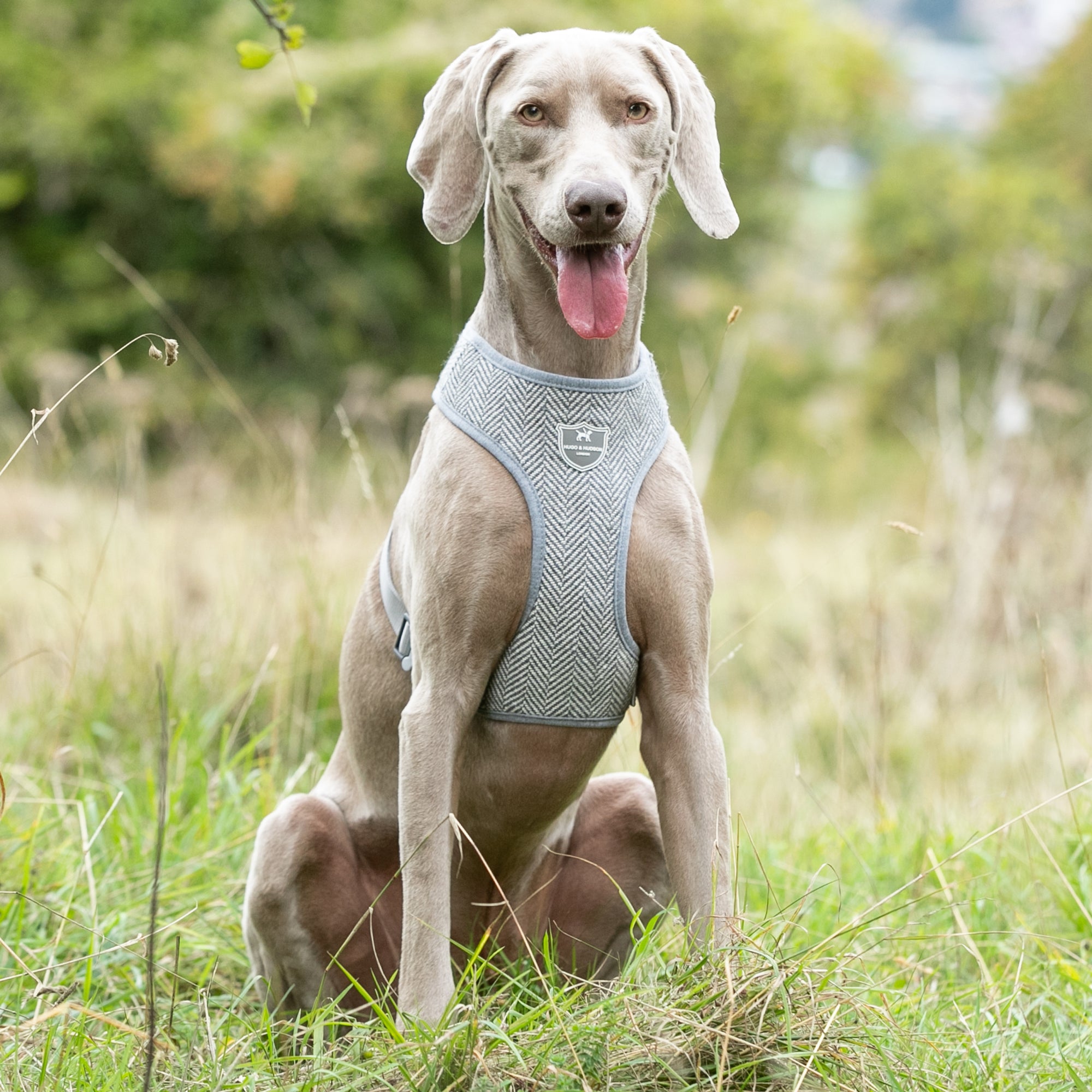 Tweed Dog Harness Grey Herringbone Hugo & Hudson London