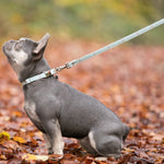 Tweed Dog Leash - Aqua Checkered