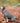 Tweed Dog Leash - Aqua Checkered