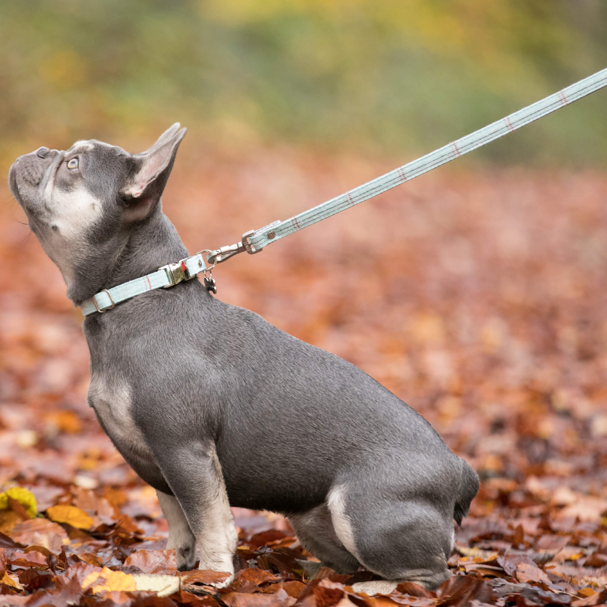 Aqua Checked Tweed Lead