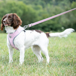 Tweed Dog Leash - Pink Herringbone