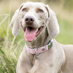 Tweed Metal Buckle Dog Collar - Pink Checkered