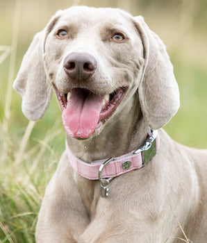 Tweed Metal Buckle Dog Collar - Pink Checkered