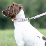 Tweed Metal Buckle Dog Collar - Pink Checkered