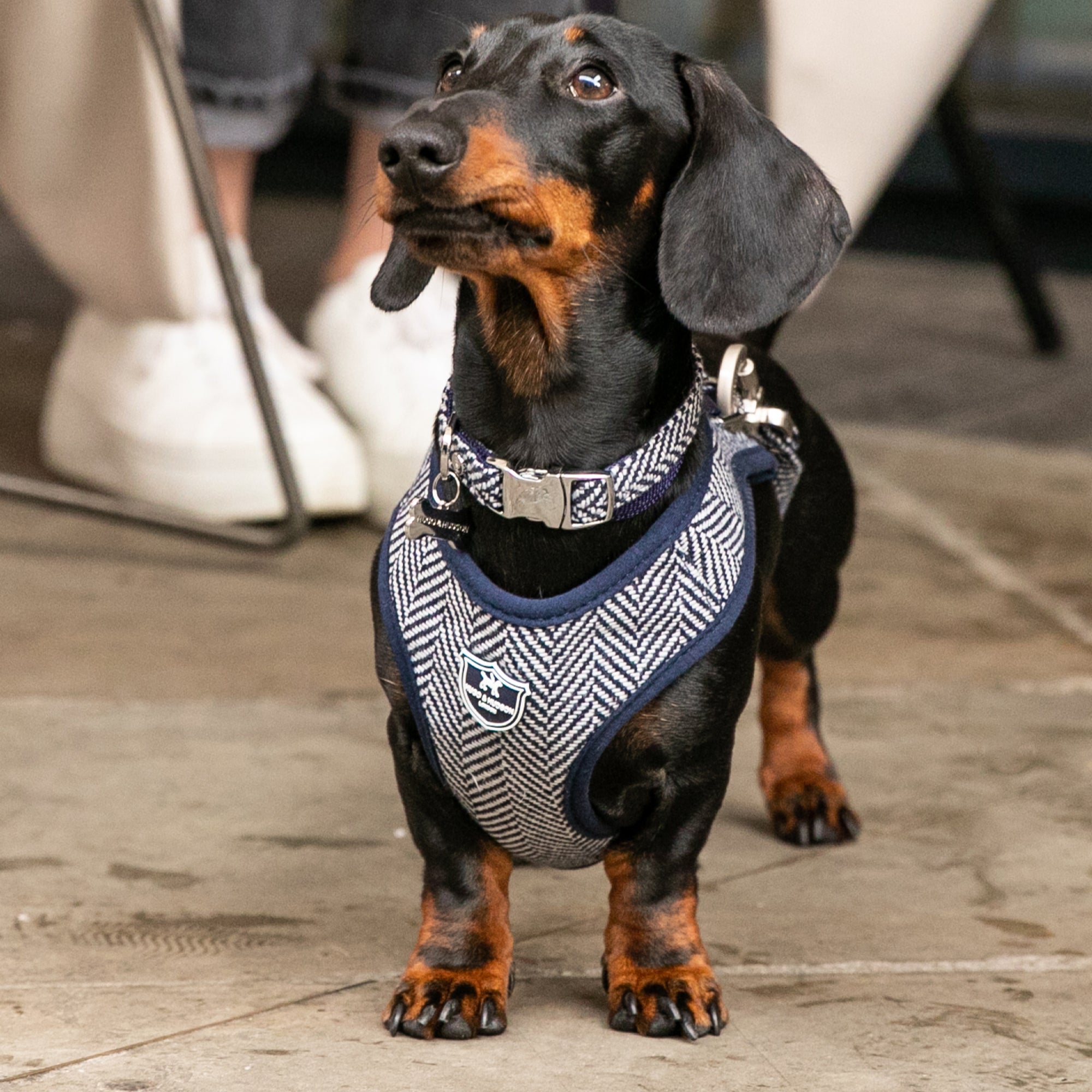 Navy Herringbone Tweed Dog Collar