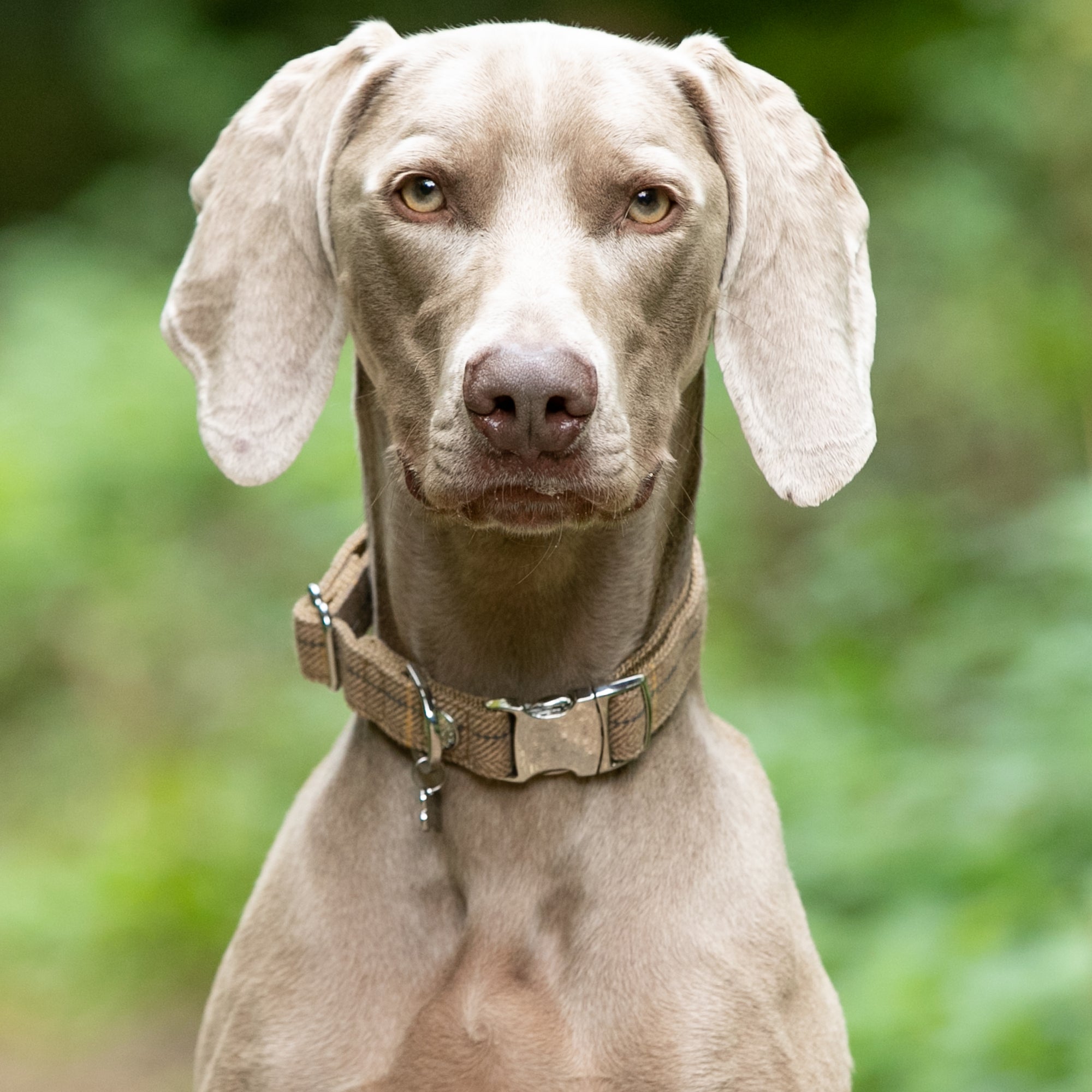 Caramel Checked Herringbone Tweed Dog Collar