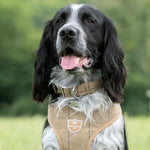 Tweed Metal Buckle Dog Collar - Caramel Checkered Herringbone