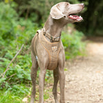 Tweed Metal Buckle Dog Collar - Caramel Checkered Herringbone