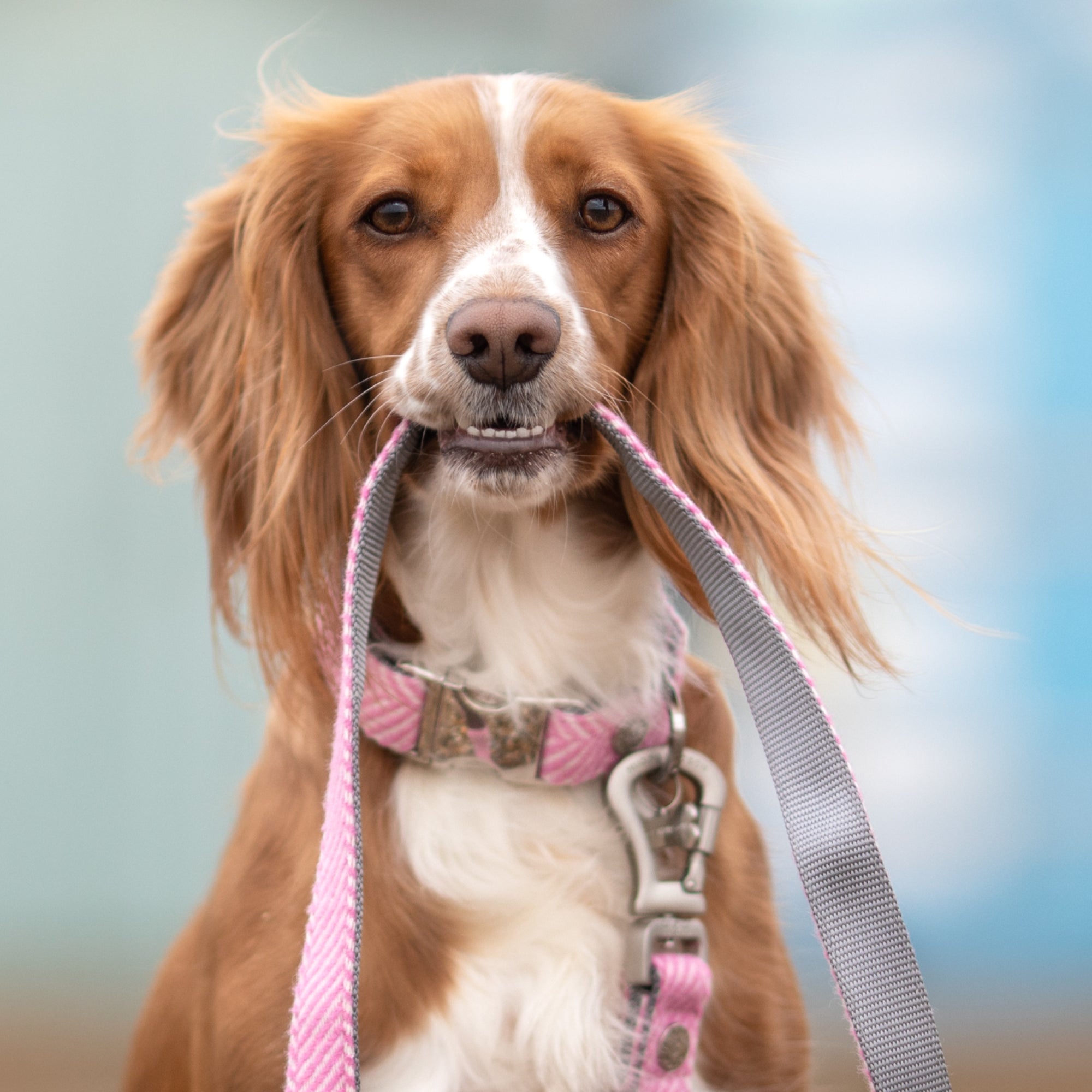Pink Herringbone Tweed Dog Collar
