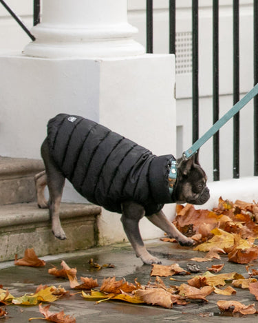 Aqua Herringbone Tweed Dog Collar