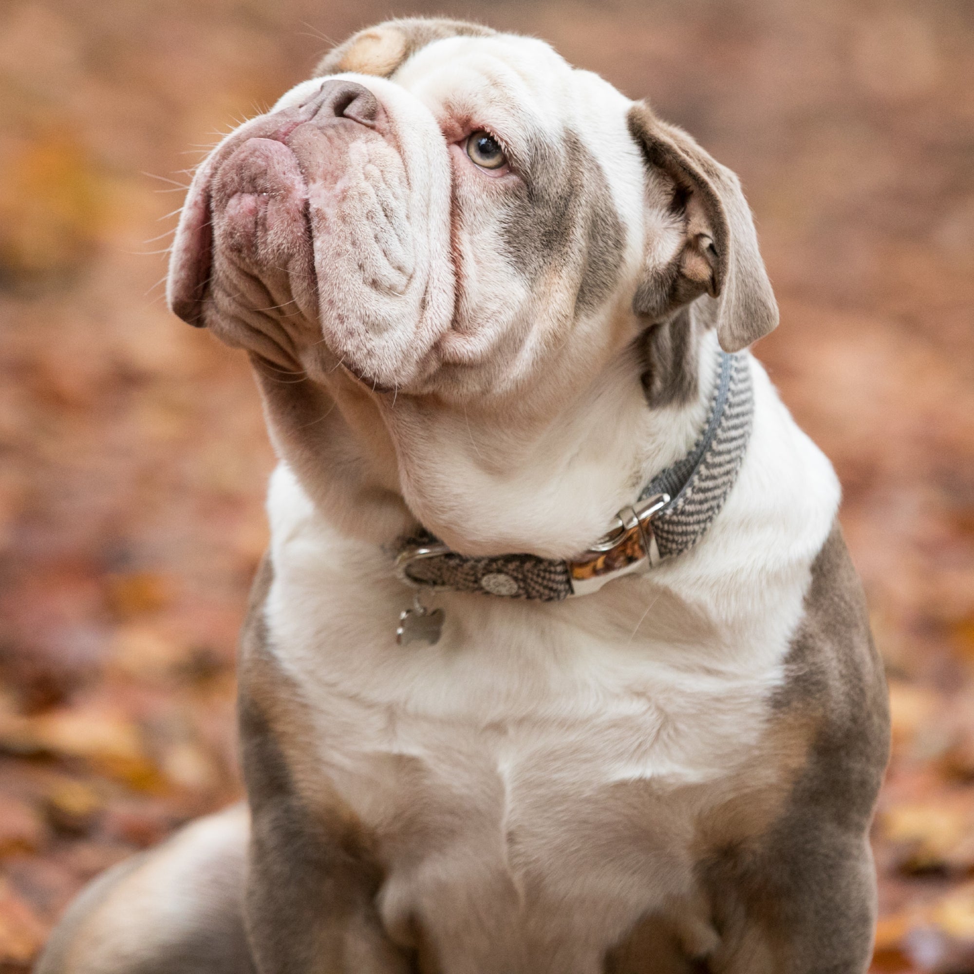 Grey Herringbone Tweed Dog Collar