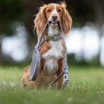 Tweed Metal Buckle Dog Collar - Grey Herringbone