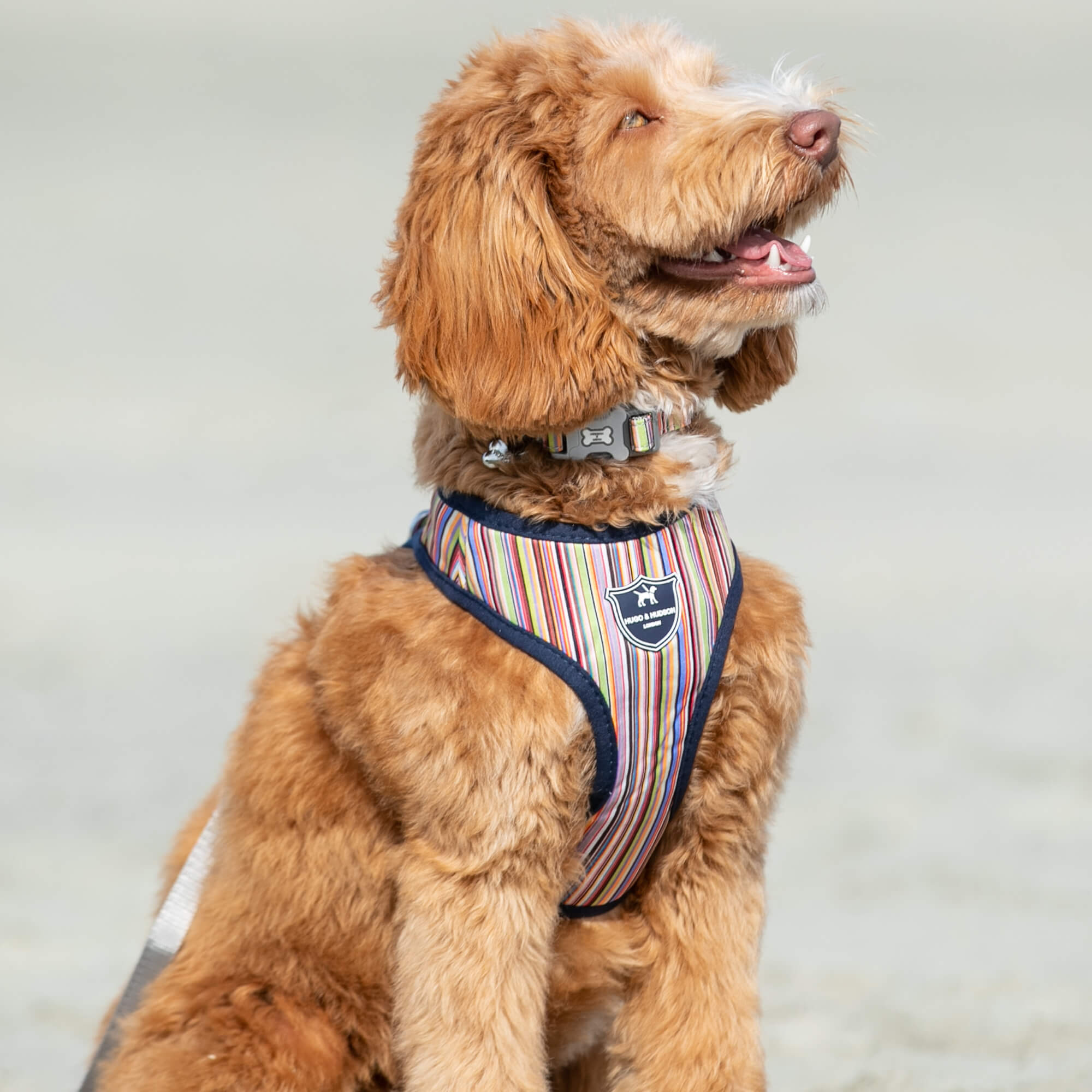 Fabric dog harness 2025