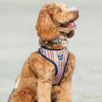 Fabric Dog Harness - Striped Multi-color