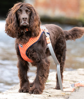 Fabric Dog Harness - Orange Geometric