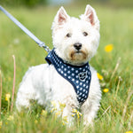 Fabric Dog Harness - Navy Star