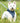 Fabric Dog Harness - Navy Star