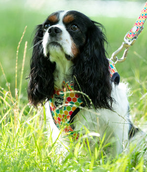 Fabric Dog Harness - Geometric Multi-color