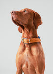 Navy Round Rope Dog Collar with Cognac Leather