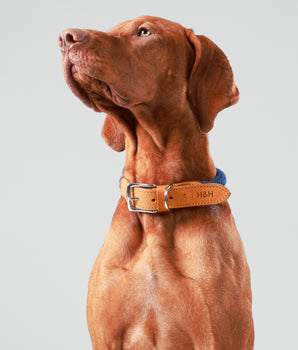 Marineblaues, rundes Hundehalsband aus Seil mit cognacfarbenem Leder
