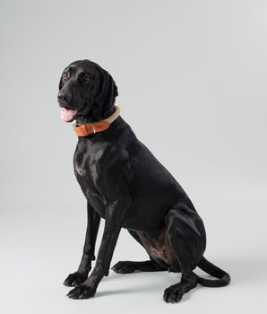 Natural Round Rope Dog Collar with Cognac Leather