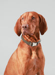 Dark Green Checked Herringbone Tweed Dog Collar
