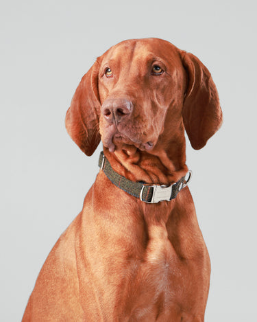 Dark Green Checked Herringbone Tweed Dog Collar