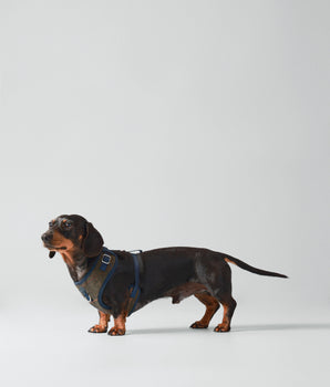 Dark Green Checked Herringbone Tweed Dog Harness