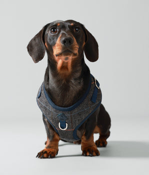 Grey Checked Herringbone Tweed Dog Harness