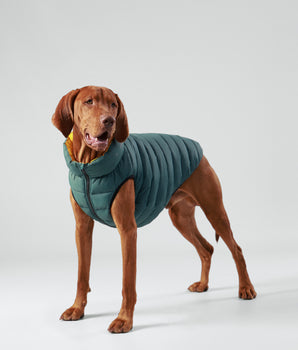 Wende-Pufferjacke für Hunde – Waldgrün und Gold