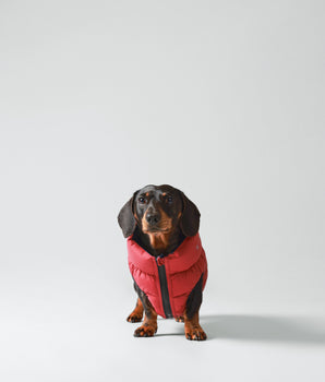 Reversible Dog Puffer Jacket - Navy & Berry