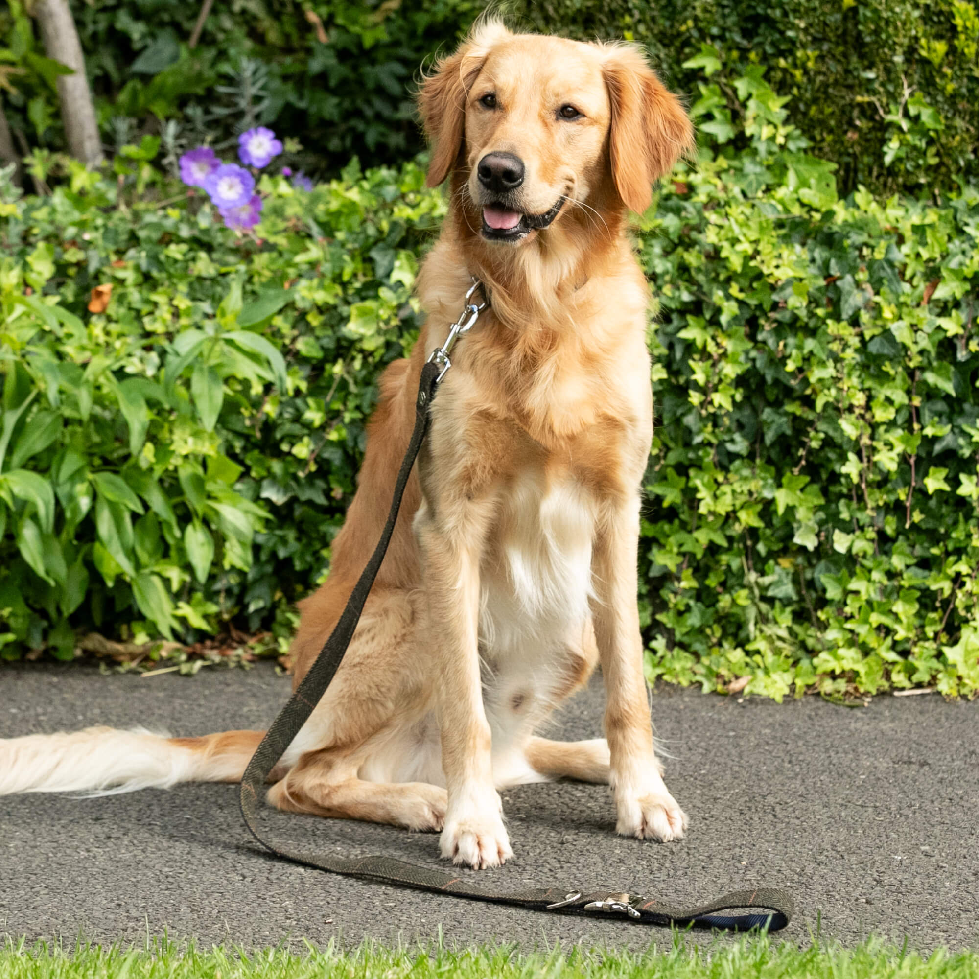 Dark Green Hackett Tweed Dog Lead