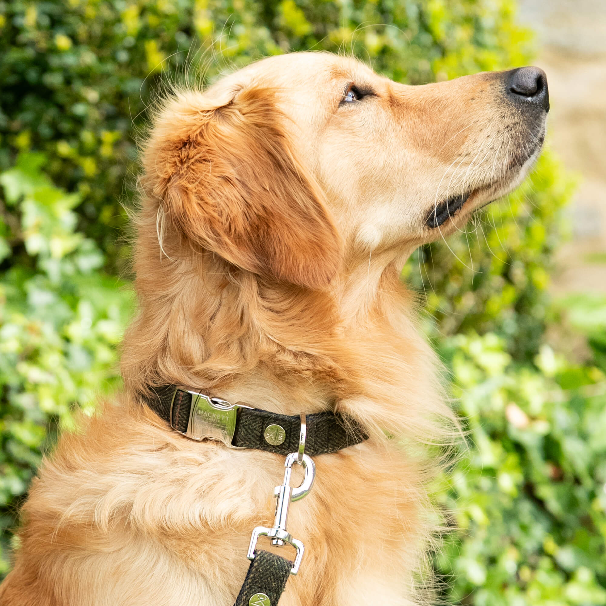 Hacket R Dopg Dark Green Checked Herringbone Tweed Dog Collar – Hugo & Hudson London
