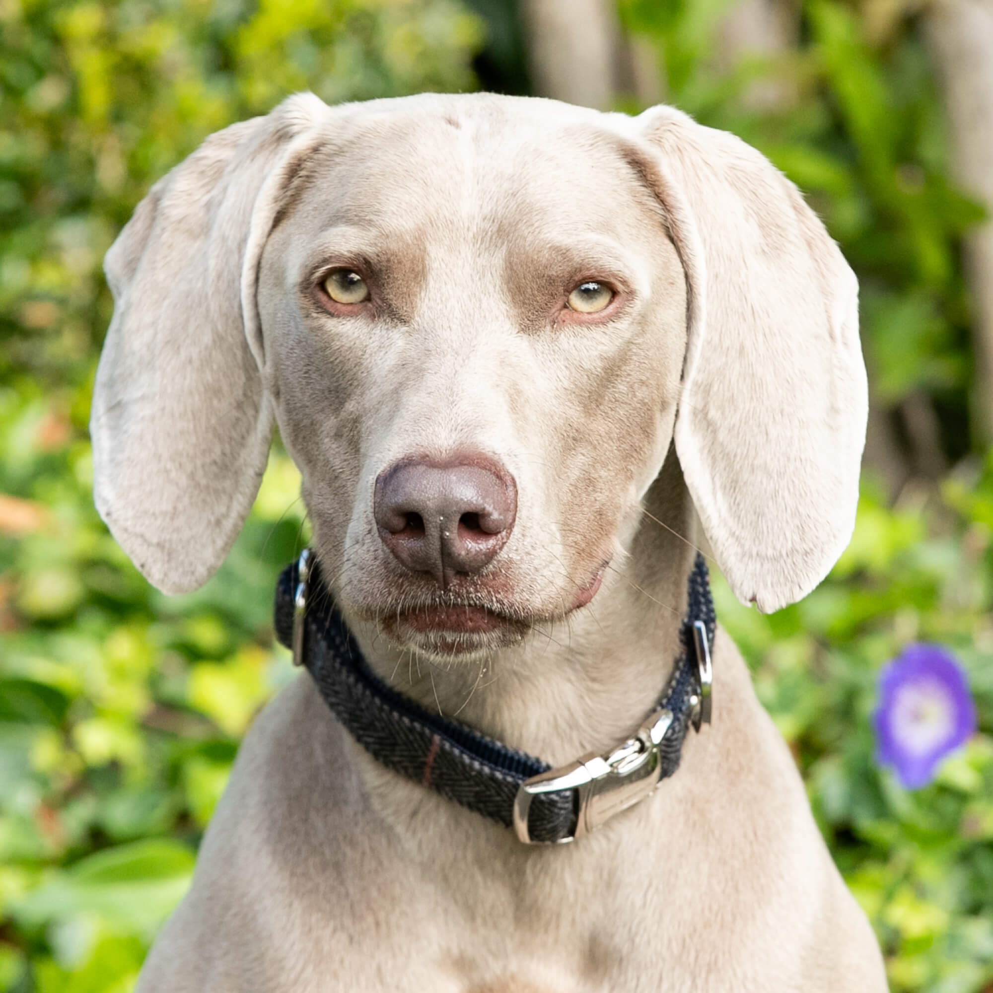 Hackett Tweed Dog Collars