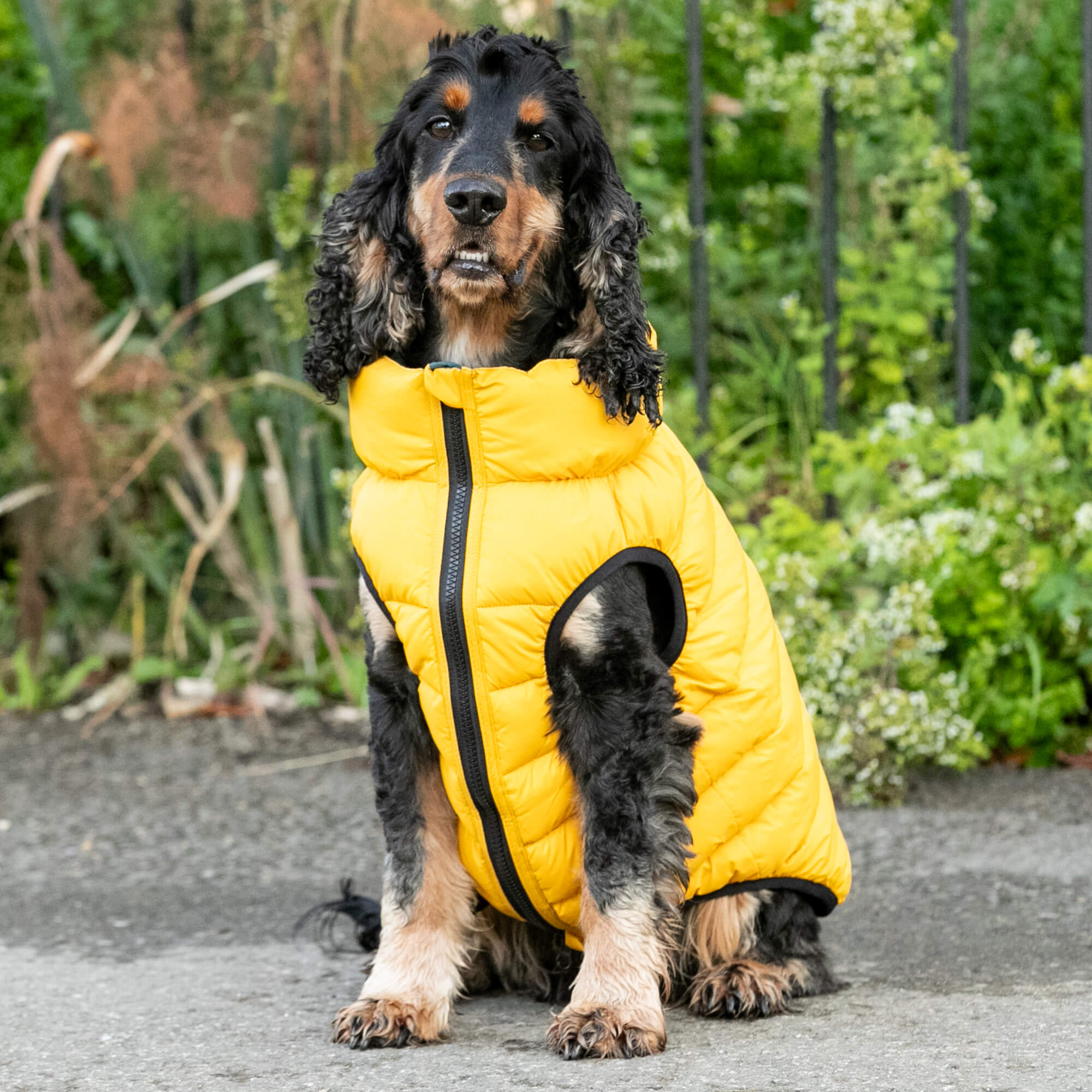 Dog Puffer Jacket Hackett Dog Jumper Navy Berry Dog Puffer Jacket – Hugo Hudson London